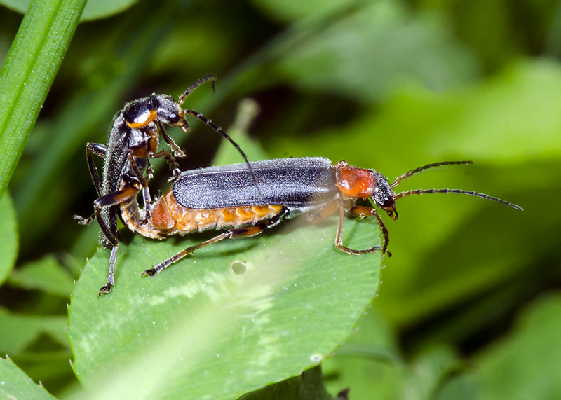 Cantharidae: Cantharis sp. ♂ e ♀  (C. italica o C. falzonii)